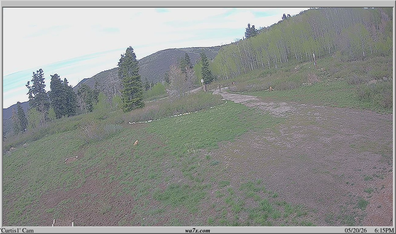 Curtis Cam #1